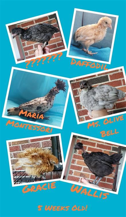 Wilson Chickens